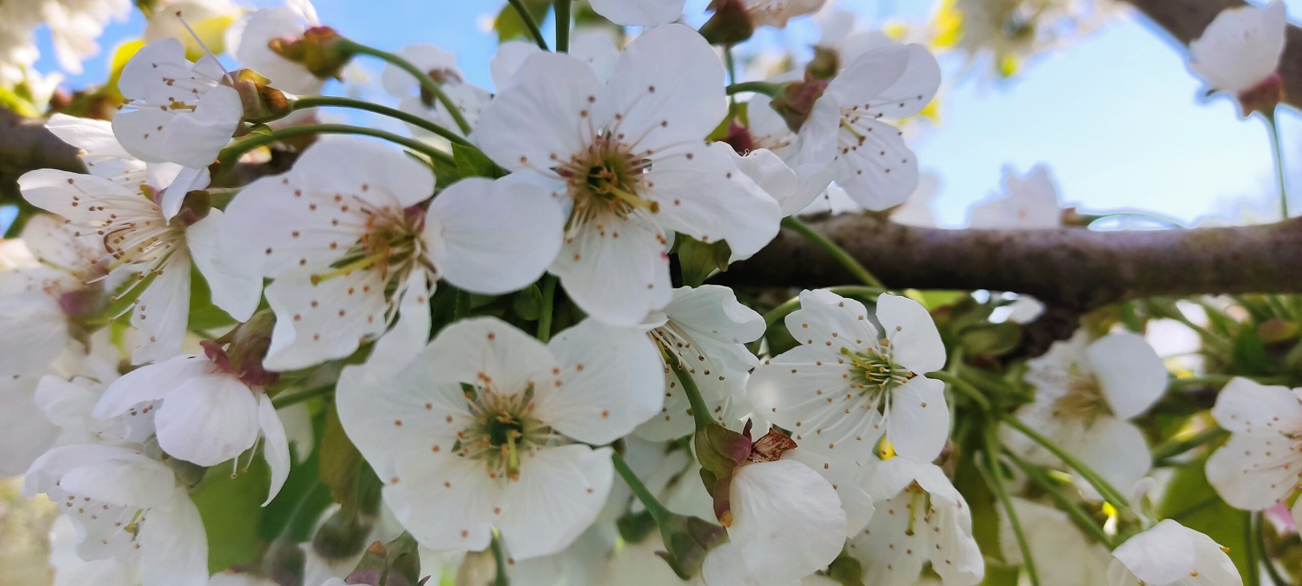 Kirschblüte April 2022